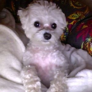 Meet your Posher, Bernard